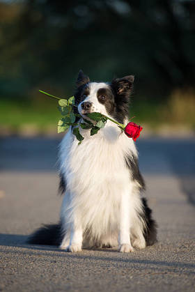 边境牧羊犬在室外嘴里衔着红玫瑰花