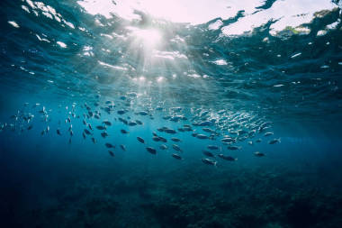 在海里和學(xué)校里的魚在一起的水下景觀。 河流中的海洋生物