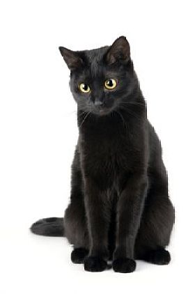 黑猫图片