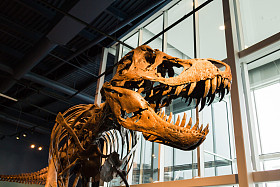 霸王龙骨架显示-侧视图