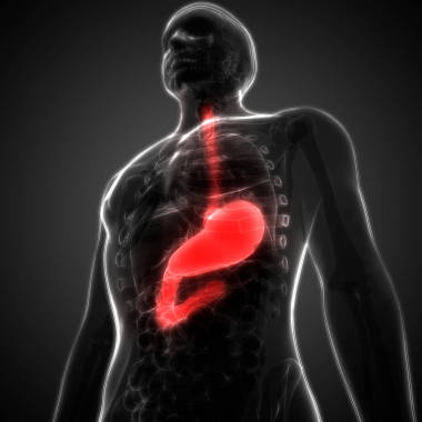 人体消化系统胃解剖。 3d 