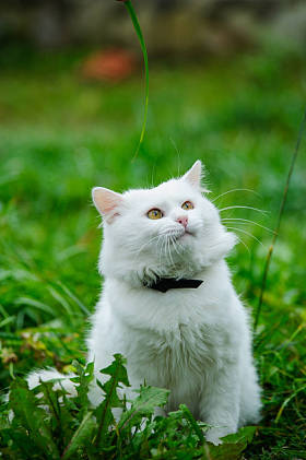 在绿色草地上的猫