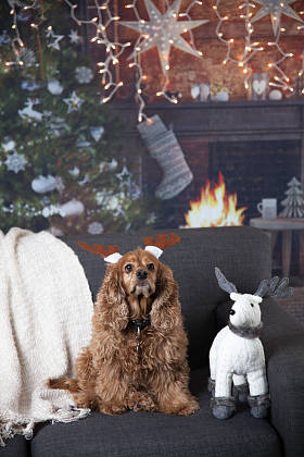 带有圣诞鹿角的金色小猎犬 图片