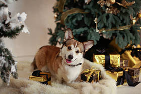 The red and white Welsh Corgi Gargan in the background of Christmas decorations