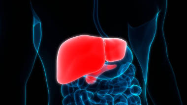 人体内消化器官肝解剖。 3d 