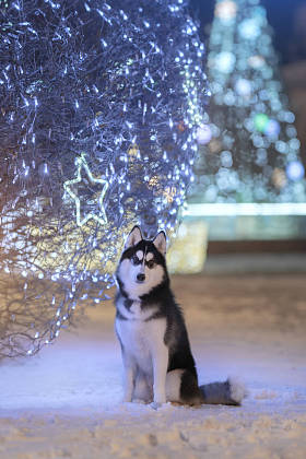 哈士奇和圣诞装饰