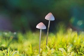 森林里的蘑菇
