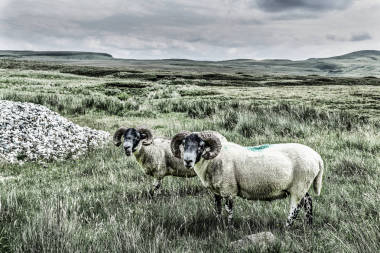 苏格兰田野里两只羊的风格非常引人注目