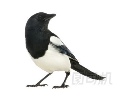 喜鵲仰望，異食癖異食癖，孤立在白色