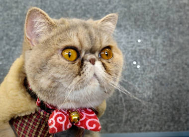 异国情调的短毛猫大眼睛坐在木桌上看着相机给滑稽的表情穿着红色
