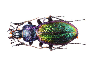 孤立的多彩地面甲蟲圖片