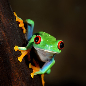 红眼树蛙 agalychnis callidryas