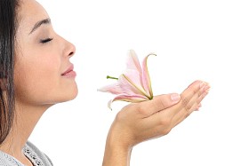 关门的嗅到一朵粉红色的花一个美丽的女人配置文件