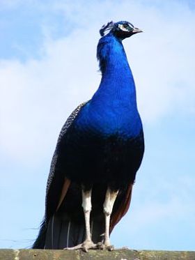 孔