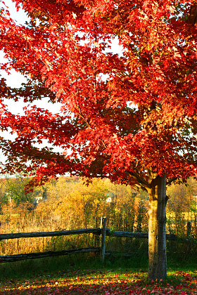美丽的红枫叶树