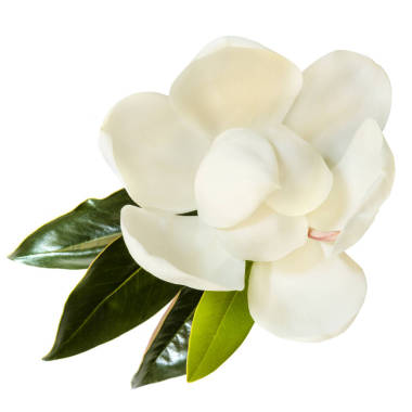 白色頂視圖上孤立的木蘭花