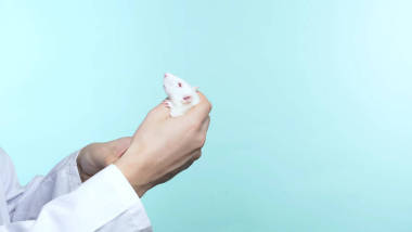 一個拿著白鼠的白袍男人的手。 特寫。 藍色背景