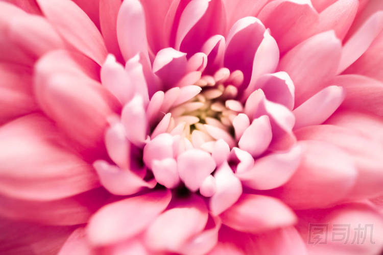 珊瑚菊花花瓣盛開,抽象花卉藝術(shù) 