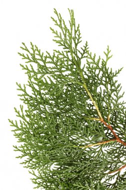 松树或侧柏叶 松树或侧柏叶