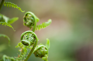 春天蕨類植物公布于眾照片