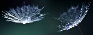 美麗的大水滴在蒲公英種子上. 晨露特寫(xiě) 自然背景