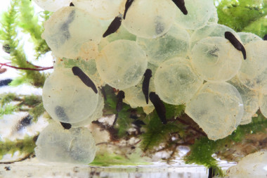 蛙卵孵化过程受精后 3:7 天