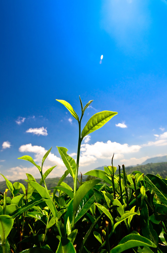 绿茶芽和叶