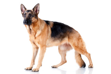 在前面的德国牧羊犬 stnding