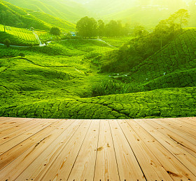 茶叶种植园图片