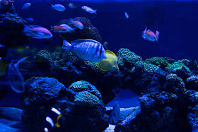 在有蓝色灯光的水族馆里游泳的