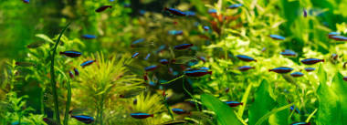 在水族館的綠色海藻中游泳的小魚，全景拍攝