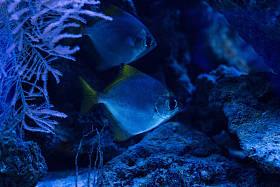 在有蓝色灯光的水族馆里游泳的