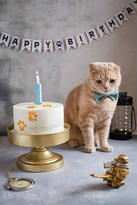 一只打着蝴蝶结领带的可怜的猫坐在靠近生日蛋糕的地方，背景是蜡烛和算命先生生日快乐