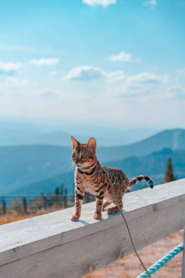 拴着皮带的孟加拉小猫