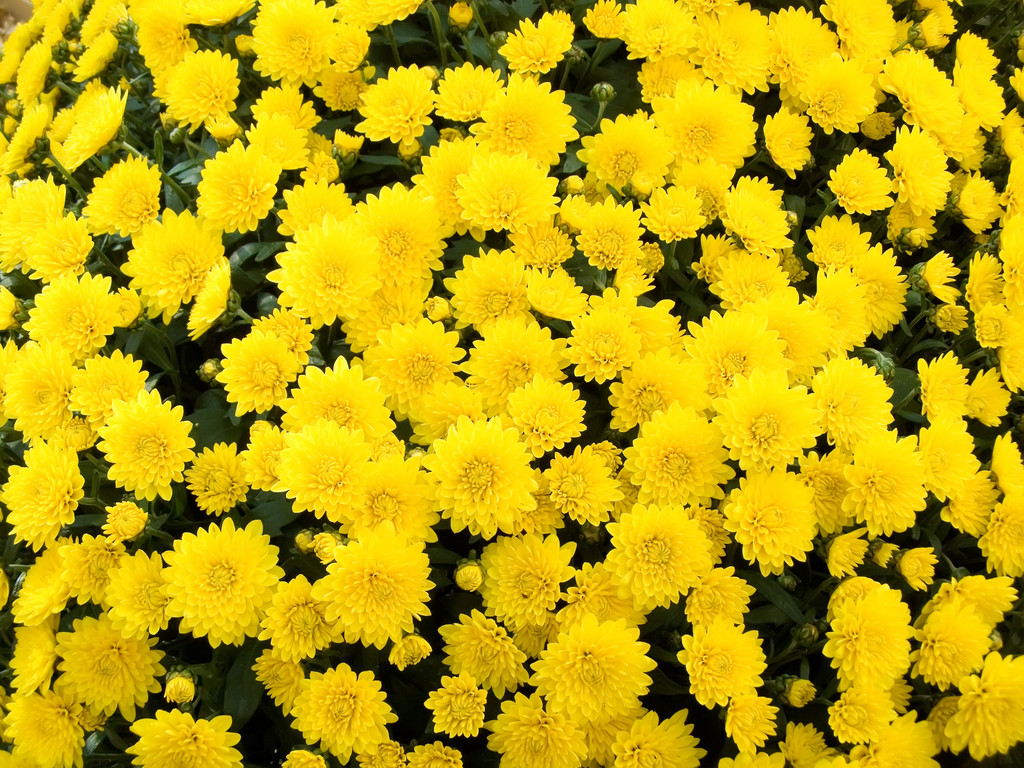 菊花黄 菊花黄