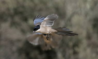 喜鵲，喜鵲號(hào) cyanopica