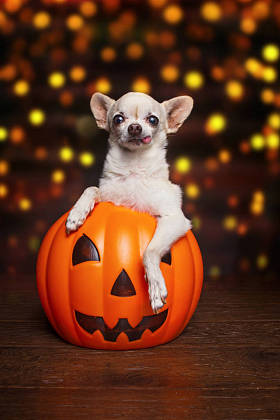 在摄影棚拍摄的可爱的奇瓦瓦图片