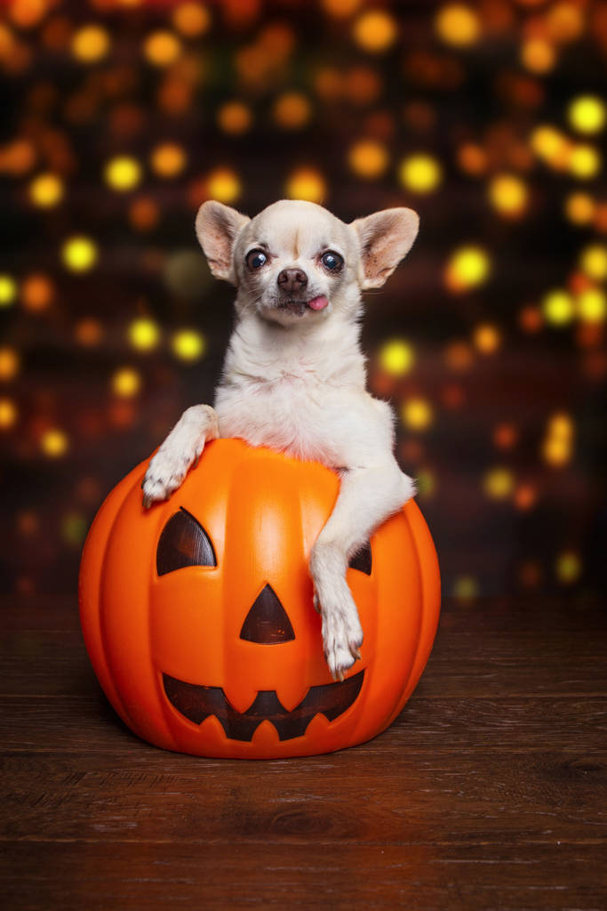 在摄影棚拍摄的可爱的奇瓦瓦图片