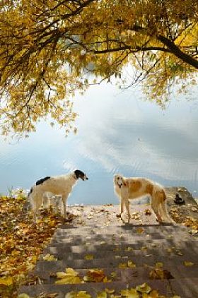 两个俄罗斯猎狼犬图片