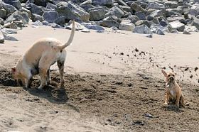 哈巴小猎犬砂淋浴图片