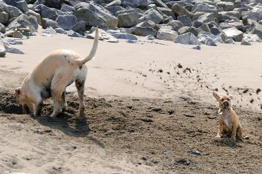 哈巴小猎犬砂淋浴图片