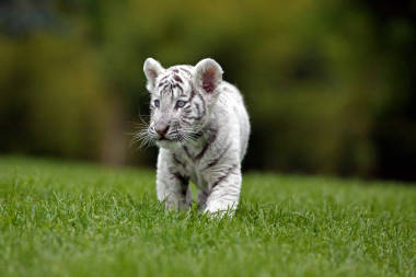 白虎 Panthera 虎