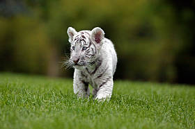 白虎 Panthera 虎