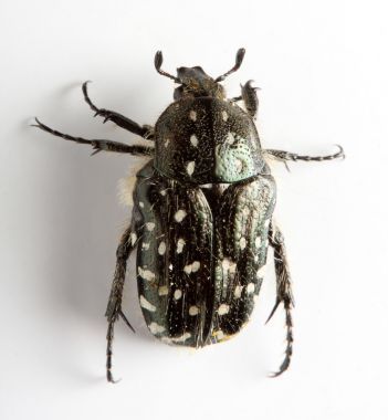 cetonia 子 (玫瑰金龜子)