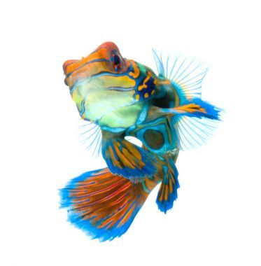 桂魚小龍