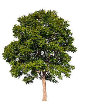 白色背景的孤树 图片