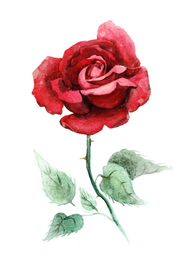 水彩的深红色玫瑰.图片