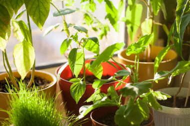 盆栽的植物在室內(nèi)的窗臺(tái)上