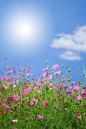 夏天花