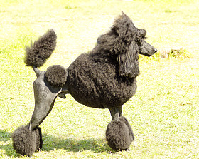 标准贵宾犬